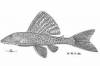 Hypostomus_argus_Fowler_1943.jpg