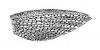 Hypostomus_argus_Fowler_1943_pectoral.jpg