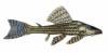 Hypostomus_itacua_1200.jpg