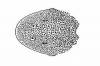Hypostomus_niceforoi_Fowler_1943_head.jpg