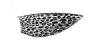 Hypostomus_niceforoi_Fowler_1943_pectoral.jpg