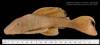 Hypostomus_pusarum_HT_SU_22225_lat_8004.jpg