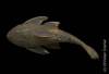 Hypostomus_roseopunctatus_HT_MCP_12239.jpg