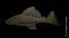 Hypostomus_roseopunctatus_HT_MCP_12239_b.jpg