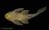 Hypostomus_roseopunctatus_HT_MCP_12239_c.jpg