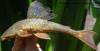 Hypostomus_subcarinatus_MCNIP_1761_live_196_5mm.jpg