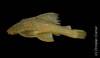 Hypostomus_urugayensis_HT_MCP_11874_b.jpg