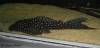 hypostomus_arecuta.jpg