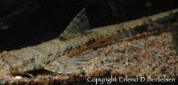Hemiloricaria_sp_Rio_Itaya.jpg