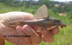 Cochliodon_cochliodon_4_1.jpg