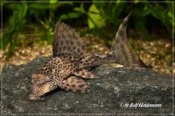 Cochliodon_plecostomoides_LDA38_LDA42_002_800.jpg