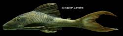 Hypostomus_Cochliodon_pyrineusi_TC.jpg