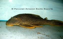 Hypostomus_hemicochliodon_1_von_PAEX.jpg