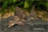 Cochliodon_plecostomoides_LDA38_LDA42_002_800.jpg