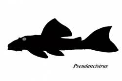 Pseudancistrus_L251_350.jpg