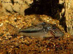 Corydoras_filamentosus_JG_800.jpg