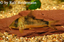 Corydoras_simulatus.jpg