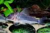 corydoras_sp_cw017.jpg