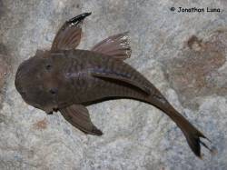 Chaetostoma_aburrensis_dorsal_1200.jpg