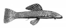 Chaetostoma_anomalum_regan_1904.jpg