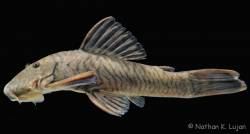 Chaetostoma_breve_Santiago_ROM_93848_1200.jpg