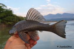 Chaetostoma_brevilabiatum_1200.jpg