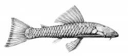 Chaetostoma_marginatum_Regan_1904.jpg