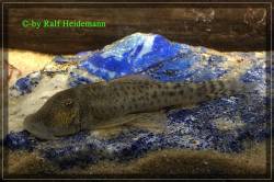 Chaetostoma_milesi_Bild04_600.jpg