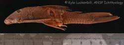 Chaetostoma_niveum_HT_lat_ANSP_71432_1200.jpg