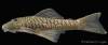 Chaetostoma_bifurcum_PT_Santa_Rosa_ROM_93787_12001.jpg