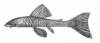 Chaetostoma_lepturum_Regan_1912.jpg