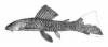 Chaetostoma_palmeri_Regan_1912.jpg