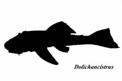 Dolichancistrus_6003.jpg