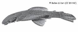 Dolichancistrus_carnegiei_CAS_56749_lat.jpg