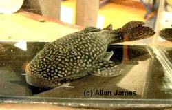 Dolichancistrus_setosus_L_225_1_von_Allan_James.jpg