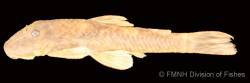 Neblinichthys_roraima_FMNH_101047_lat_1200.jpg