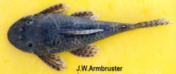 Neblinichthys_yaravi_Photo_by_J_W_Armbruster_.jpg