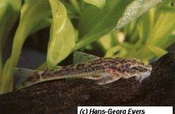 Parotocinclus_jimi_2_von_Hans-Georg_Evers_.jpg