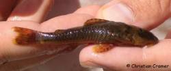 Parotocinclus_prata_MCP42425_IMG_4909_1200.jpg