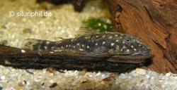 Parotocinclus_sp_Recife_1_von_Mathias_Teucke.jpg