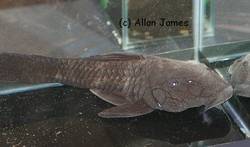 Rhinelepis_cf_aspera_1_von_Allan_James.jpg