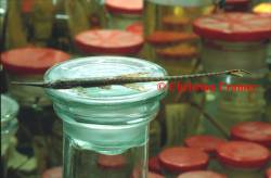 farlowellaparvicarinataod1.jpg