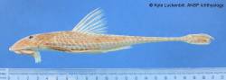 Loricariichthys_chanjoo_lat_HT_ANSP_68656.jpg