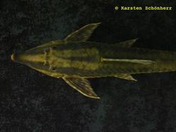 Sturisoma_barbatum_1_von_Karsten_Sch_nherr.jpg