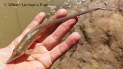 Sturisoma_tenuirostre_WLR_800.jpg