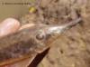 Sturisoma_tenuirostre_head_WLR_1200.jpg