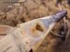 Sturisoma_tenuirostre_mouth_WLR_1200.jpg