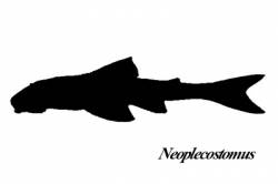 Neoplecostomus_400.jpg