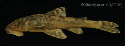 Neoplecostomus_paraty_HT_DZSJRP_20429_lat.jpg