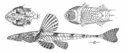 Loricaria_pareiacantha_HT_drawing_1200.jpg